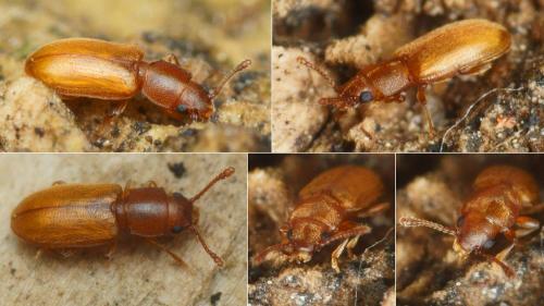 Ahasverus advena